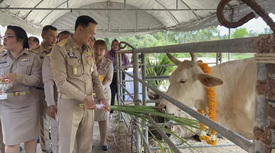 Narathiwat Province Hosts Cattle Ownership Transfer and Animal Release Ceremony in Honor of Her Majesty the Queen’s Birthday